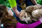 Eine Schülerin mit roten Haaren streichelt einen Goldendoodle. Er liegt auf dem Rücken und geniesst die Streicheleinheiten